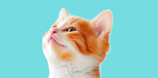 Understanding Cat Communications