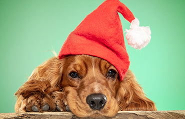 8 Expert Tips for Perfect Pet Photos