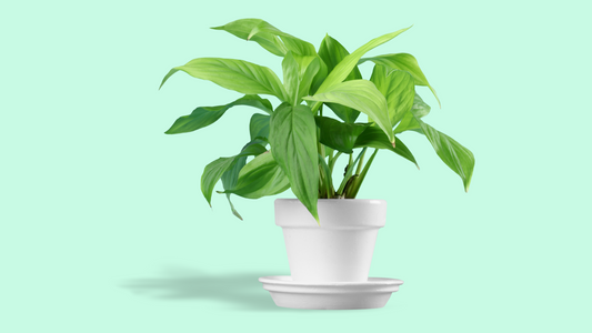 Green Paws: Pet-Safe Houseplants