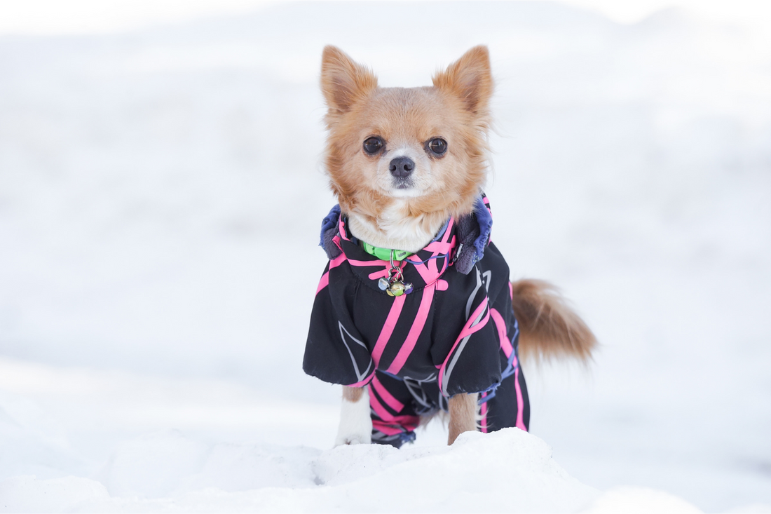 Seasonal Pet Care Tips: Preparing for Autumn and Winter