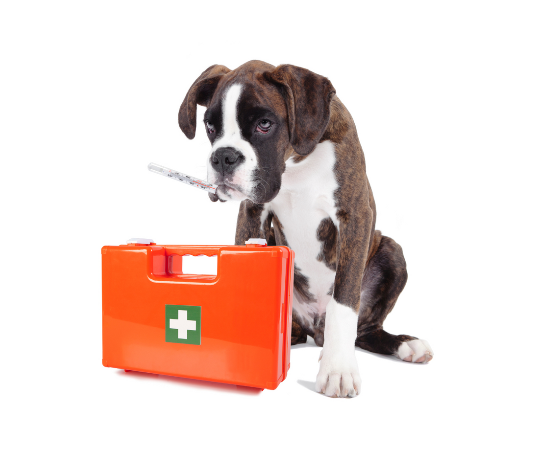 Pet First Aid Essentials