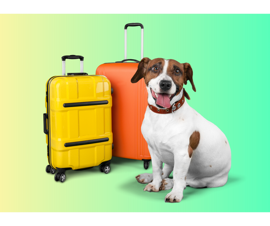 Pets on the Go: Travel Tips