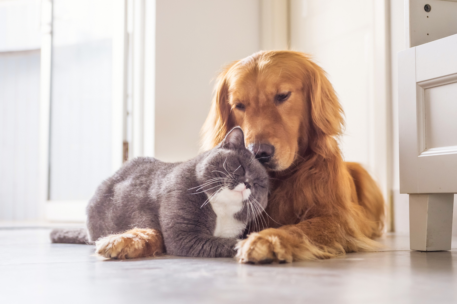 Affetto tra cane e gatto